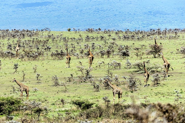 TZA ARU Ngorongoro 2016DEC23 060